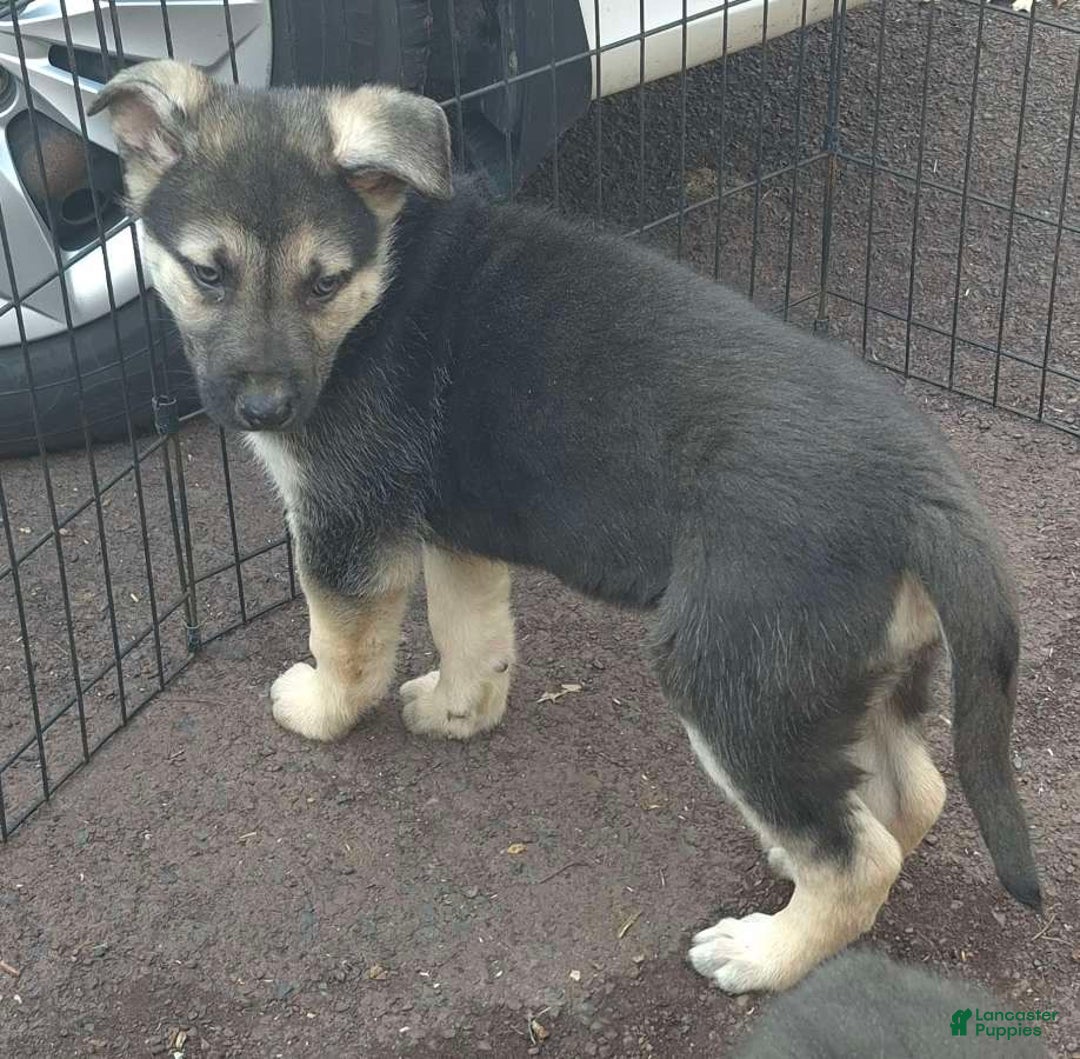 German Shepherd dogs for sale: German Shepherd Puppy  - Ad 3