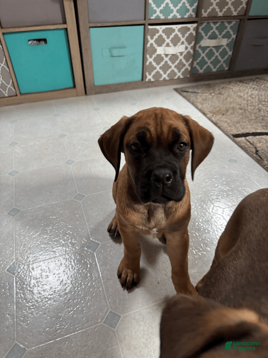 Cane Corso dogs for sale: Teal - teal girl - Ad 4