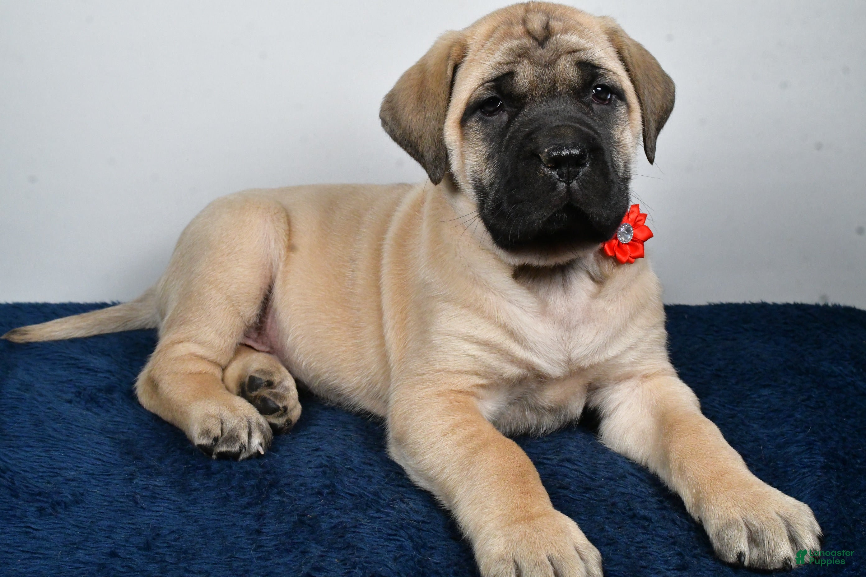 English Mastiff dogs Sophie - Ad 2