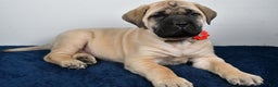 English Mastiff dogs for sale: Sophie - Ad 2