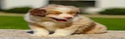 Miniature Australian Shepherd dogs for sale: Ivory - Ad 4