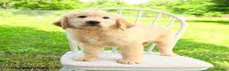 Mixed Breed dogs for sale: Augusta - Ad 5