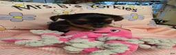 Yorkshire Terrier dogs for sale: Yorkshire Terrier Traditional girl #4 - Ad 5