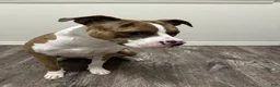 Mixed Breed dogs for sale: Mixed Breed 1 - Ad 2