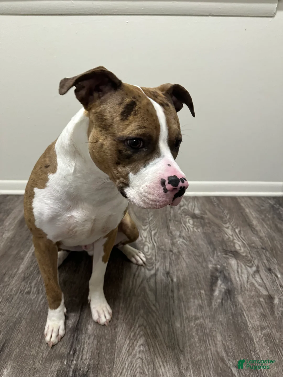 Mixed Breed dogs for sale: Mixed Breed 1 - Ad 2