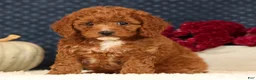Cavapoo dogs for sale: Shelly - Ad 4