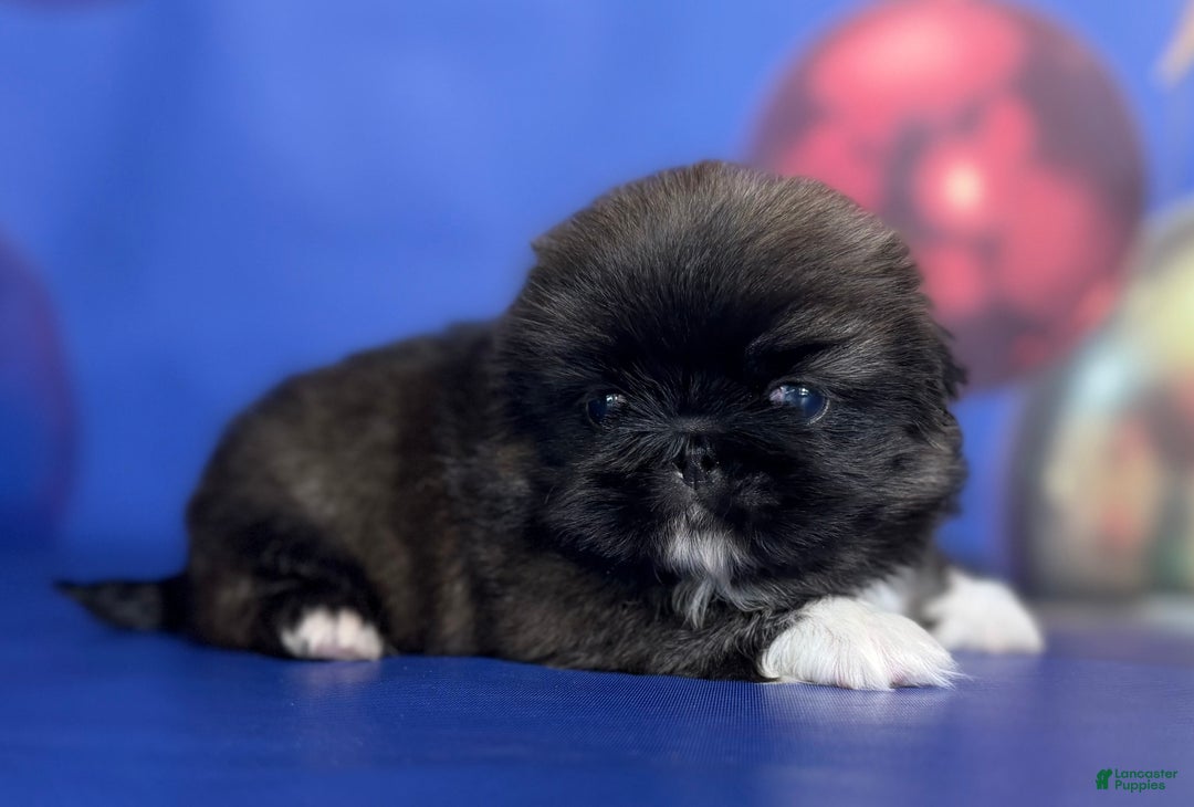 Pekingese dogs for sale: AKC DNA OFA Pudding - Ad 9