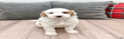 Goldendoodle dogs for sale: Wesley - Ad 2
