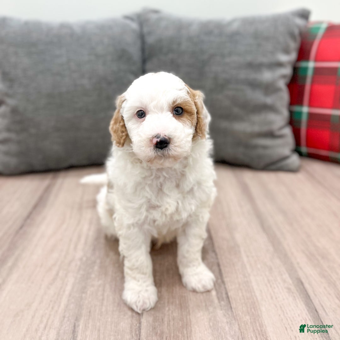 Goldendoodle dogs for sale: Wesley - Ad 2