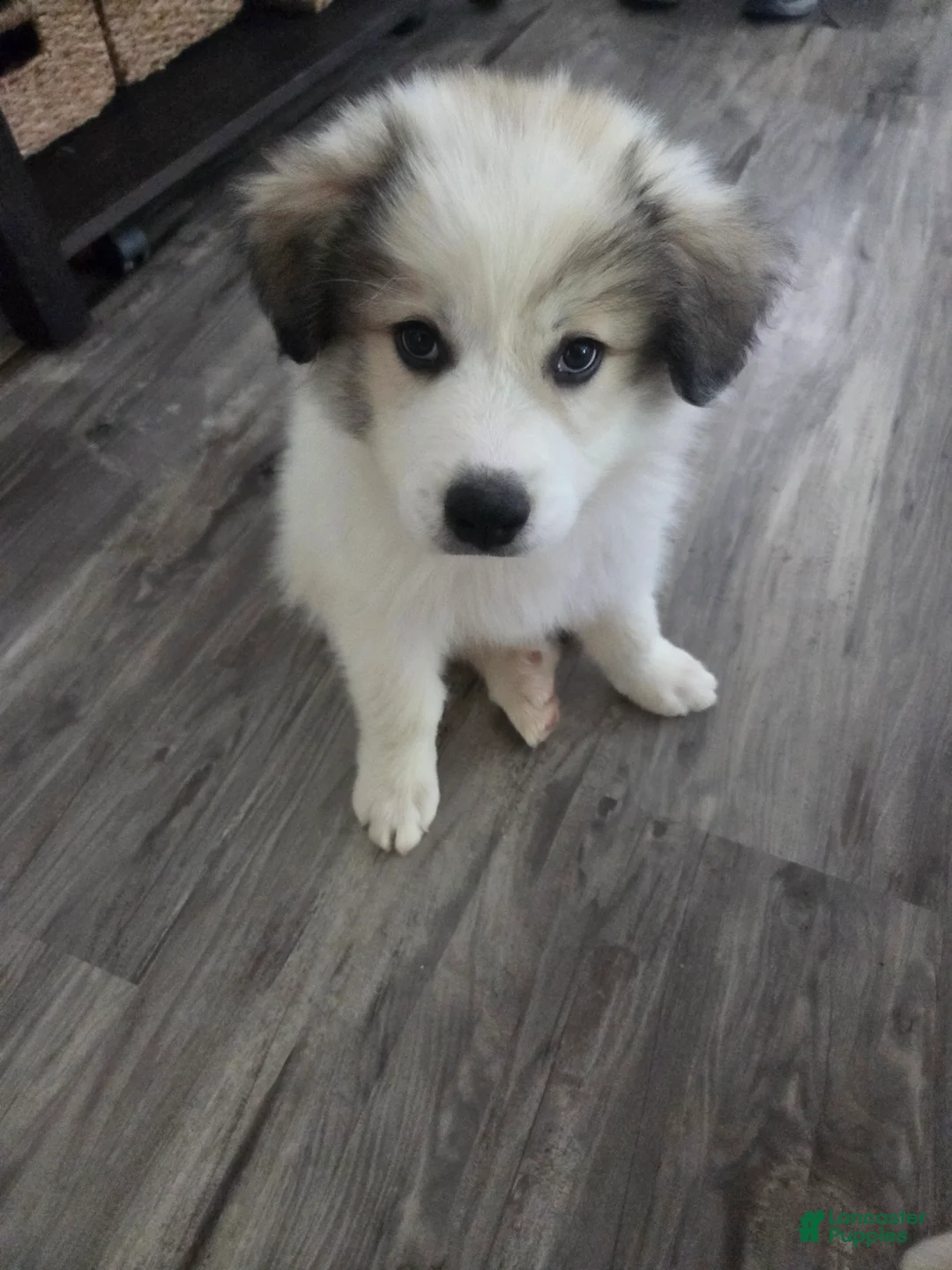 Great Pyrenees dogs for sale: Patrick "Teddy" - Ad 1