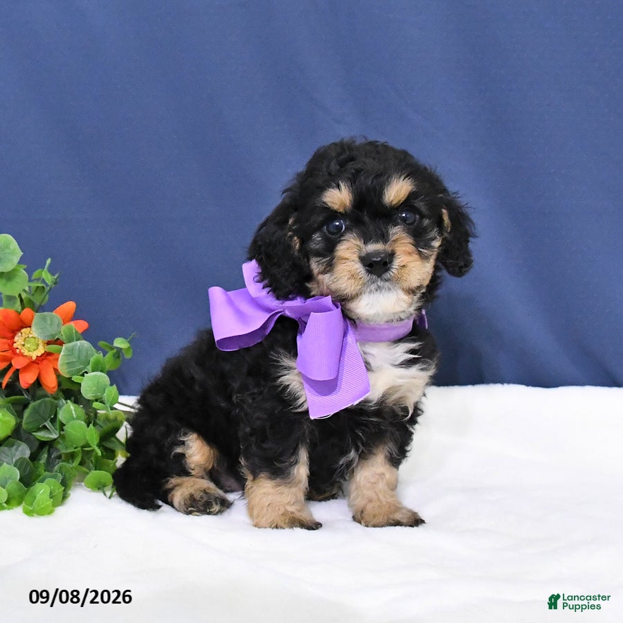 Cavapoo dogs Dodger - Ad 1