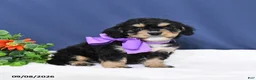 Cavapoo dogs for sale: Dodger - Ad 1