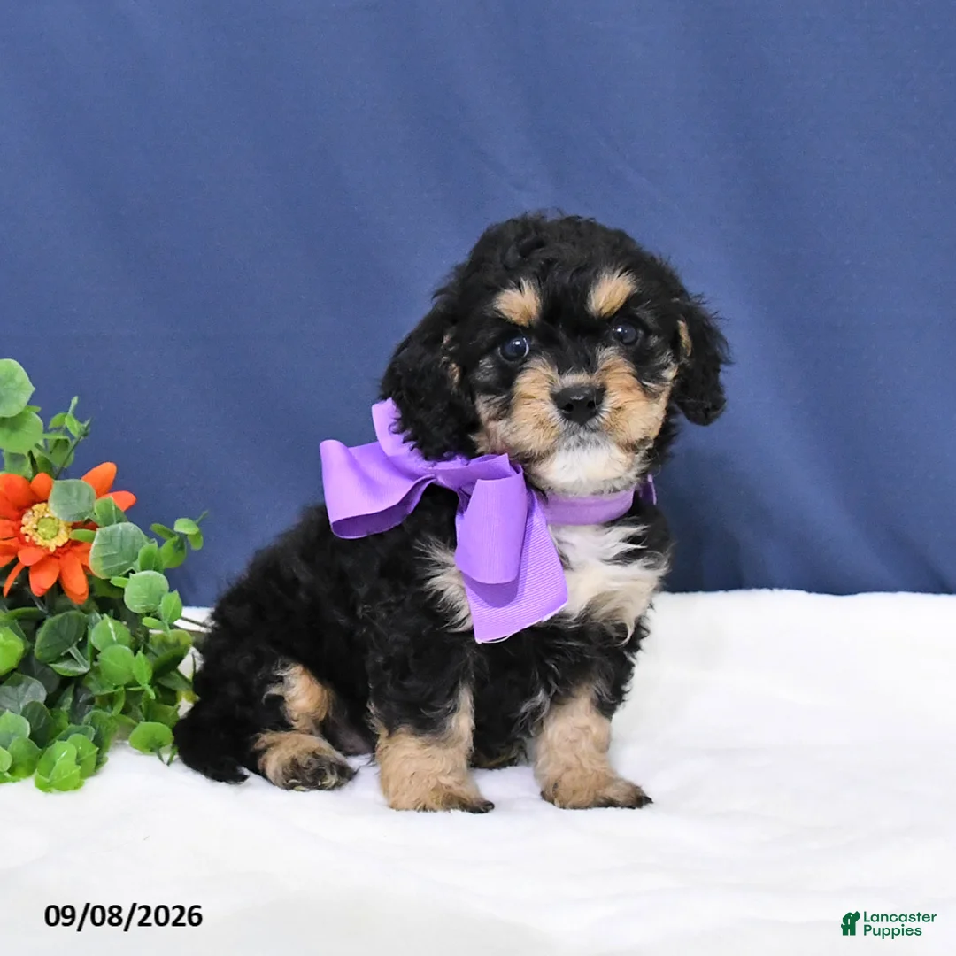 Cavapoo dogs for sale: Dodger - Ad 1