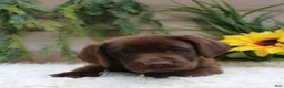 Labrador Retriever dogs for sale: Anika - Ad 3