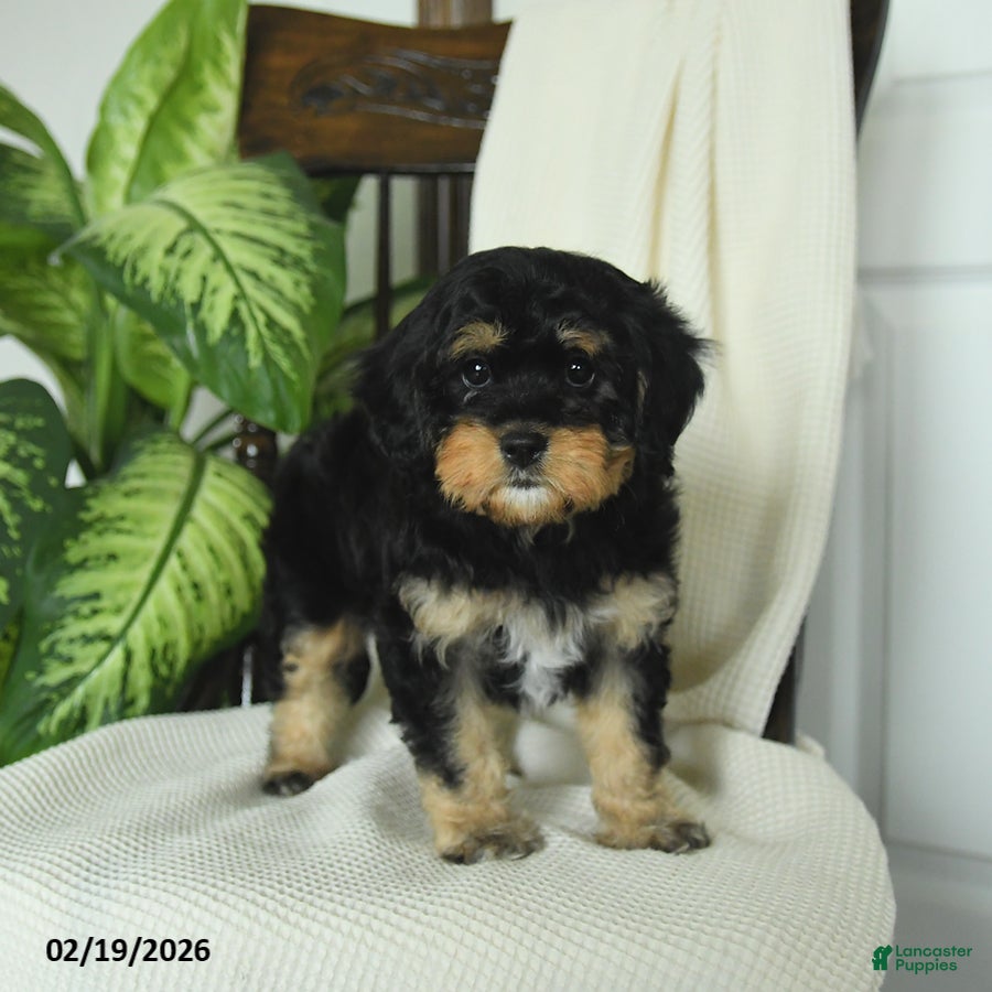 Cavapoo dogs River - Ad 1