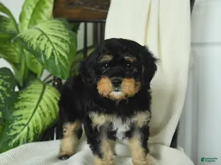 Cavapoo dogs for sale: River - Ad 1