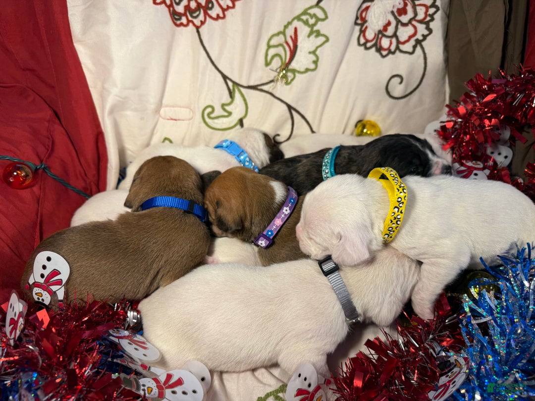 Mixed Breed dogs for sale: Puffball - Ad 14