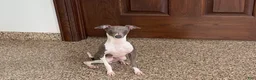 Italian Greyhound dogs for sale: Clayton - Ad 5