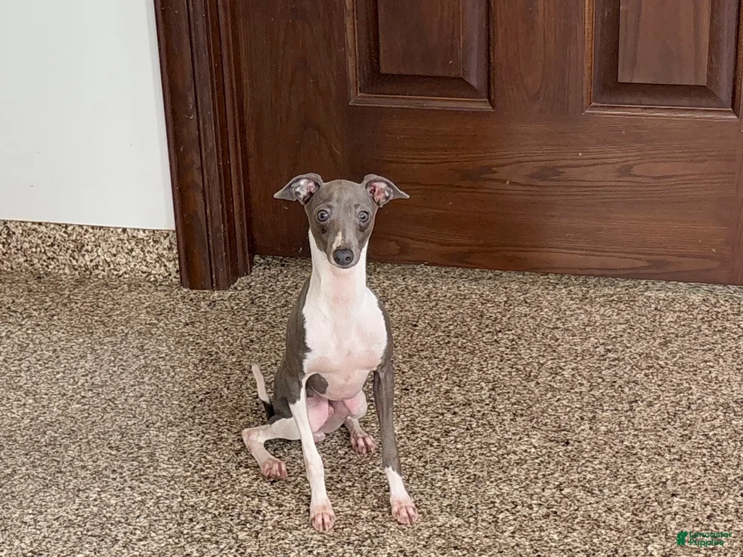 Italian Greyhound dogs for sale: Clayton - Ad 5