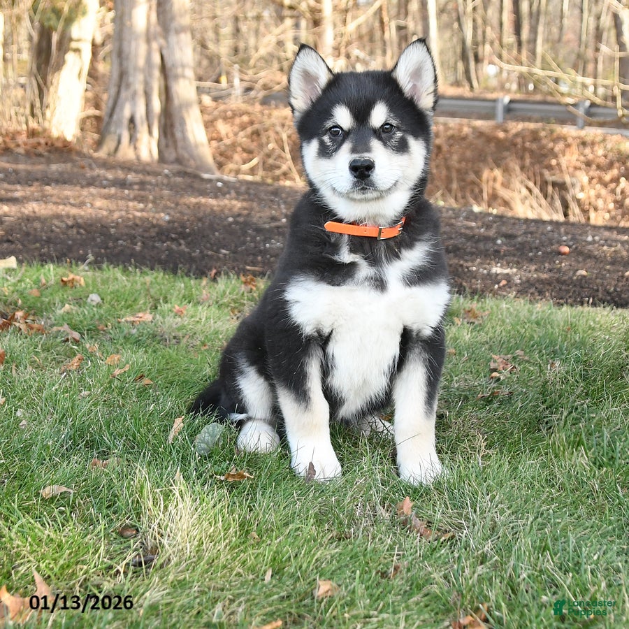 Alaskan Malamute dogs Sierra - Ad 23
