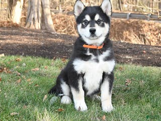 Alaskan Malamute dogs Sierra - Ad 23