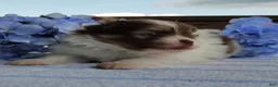 Pomeranian dogs for sale: Blueberry pie  - Ad 3