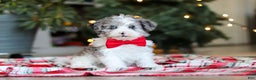 Yorkiepoo dogs for sale: Jayden - Ad 3