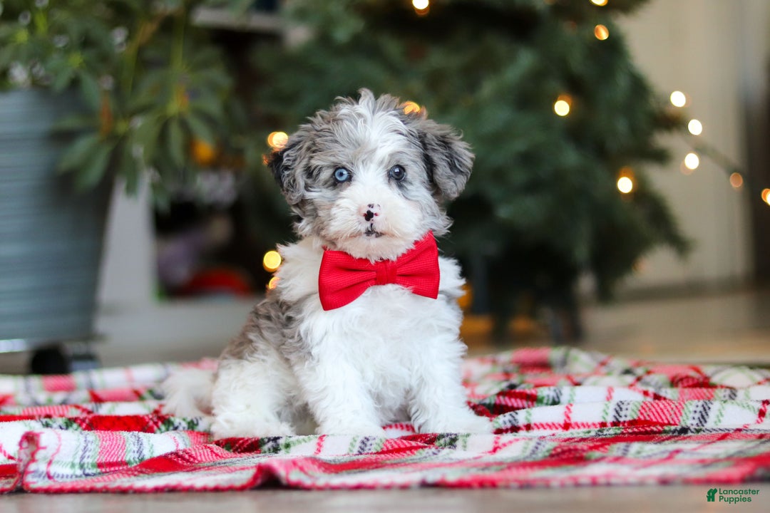 Yorkiepoo dogs for sale: Jayden - Ad 3