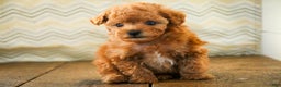 Miniature Poodle dogs for sale: Kermit - Ad 4