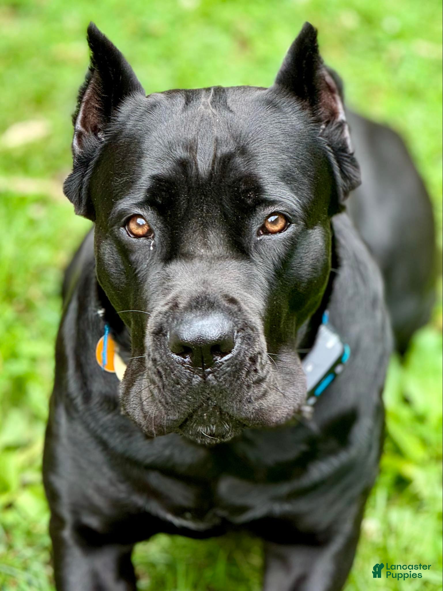 Canis Panther Cane Corso Doberman Mix Bred For Cane Corso Puppies
