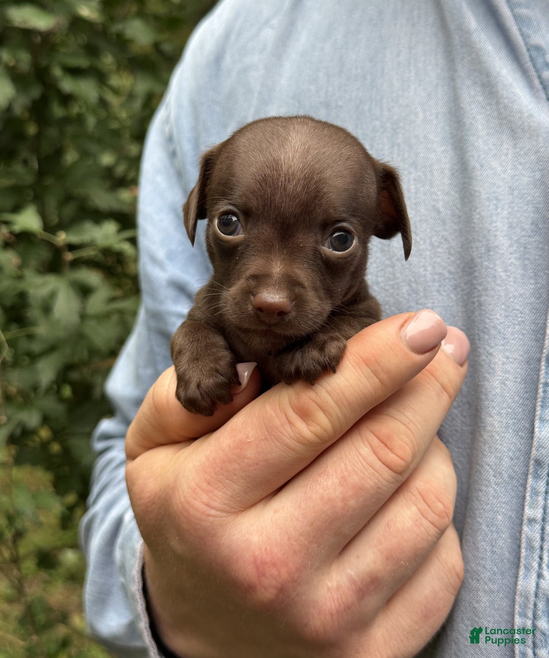 Mixed Breed dogs for sale: Cleopatra  - Ad 46