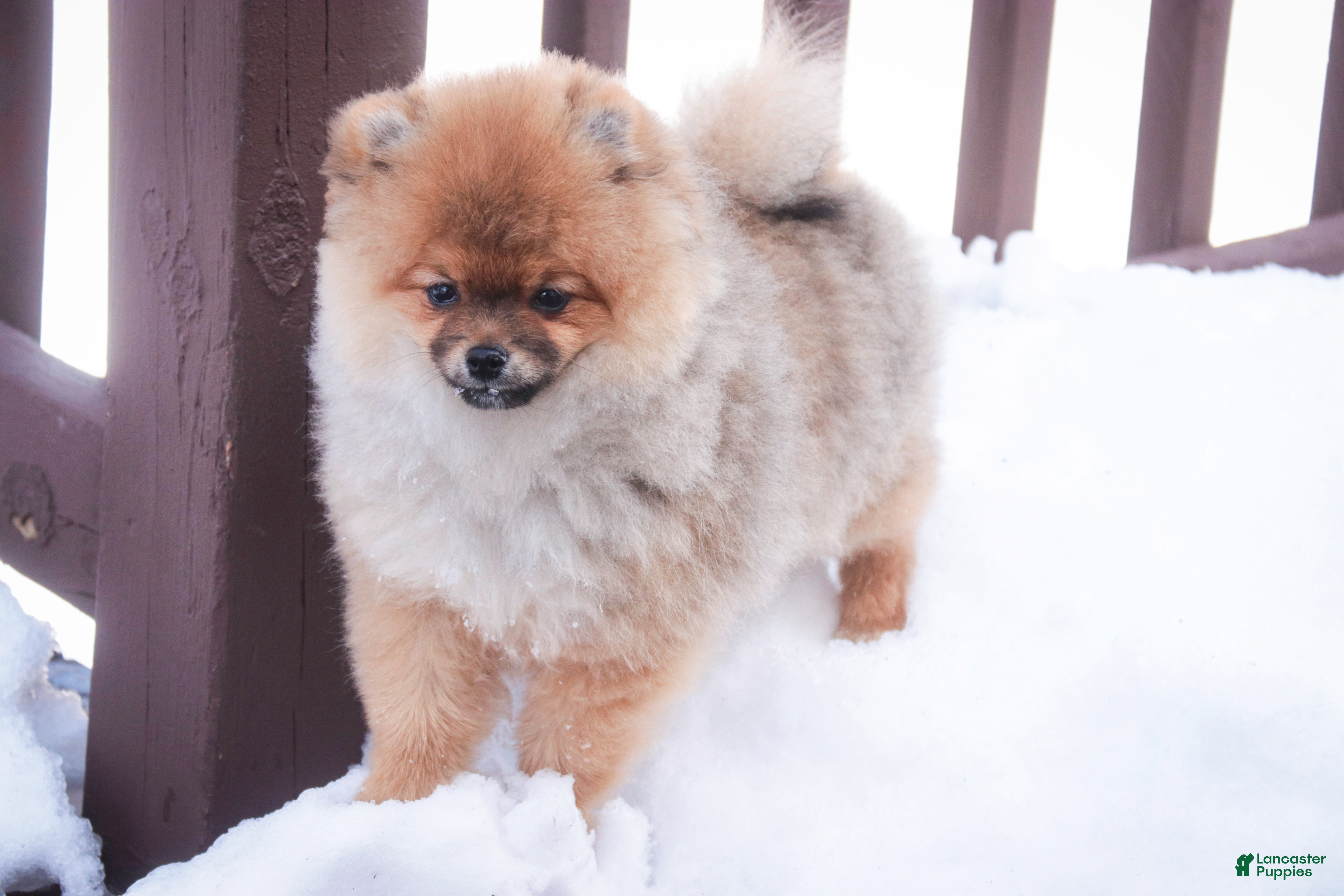 Pomeranian dogs Peyton - Ad 1