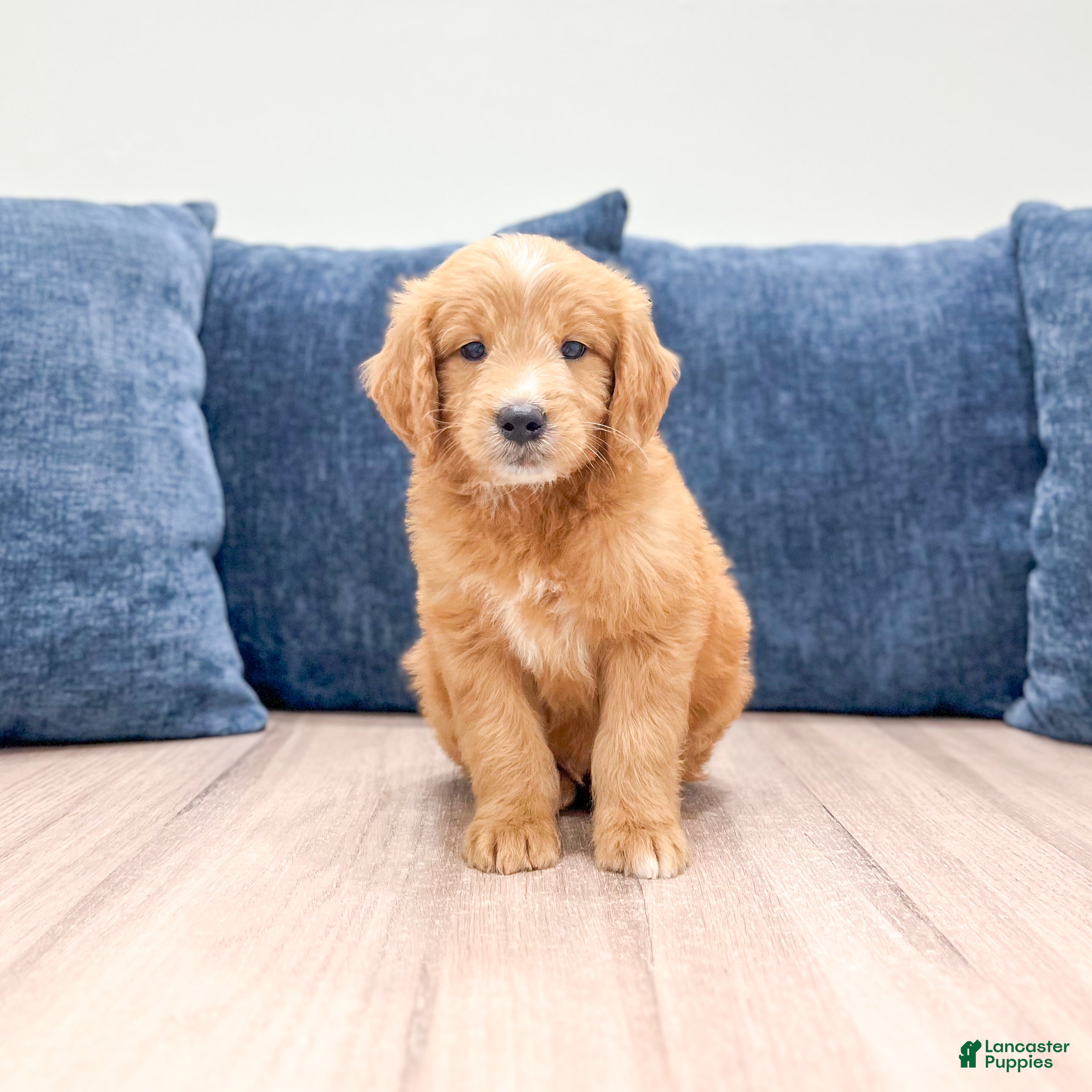 Mini Goldendoodle dogs Liam - Ad 1