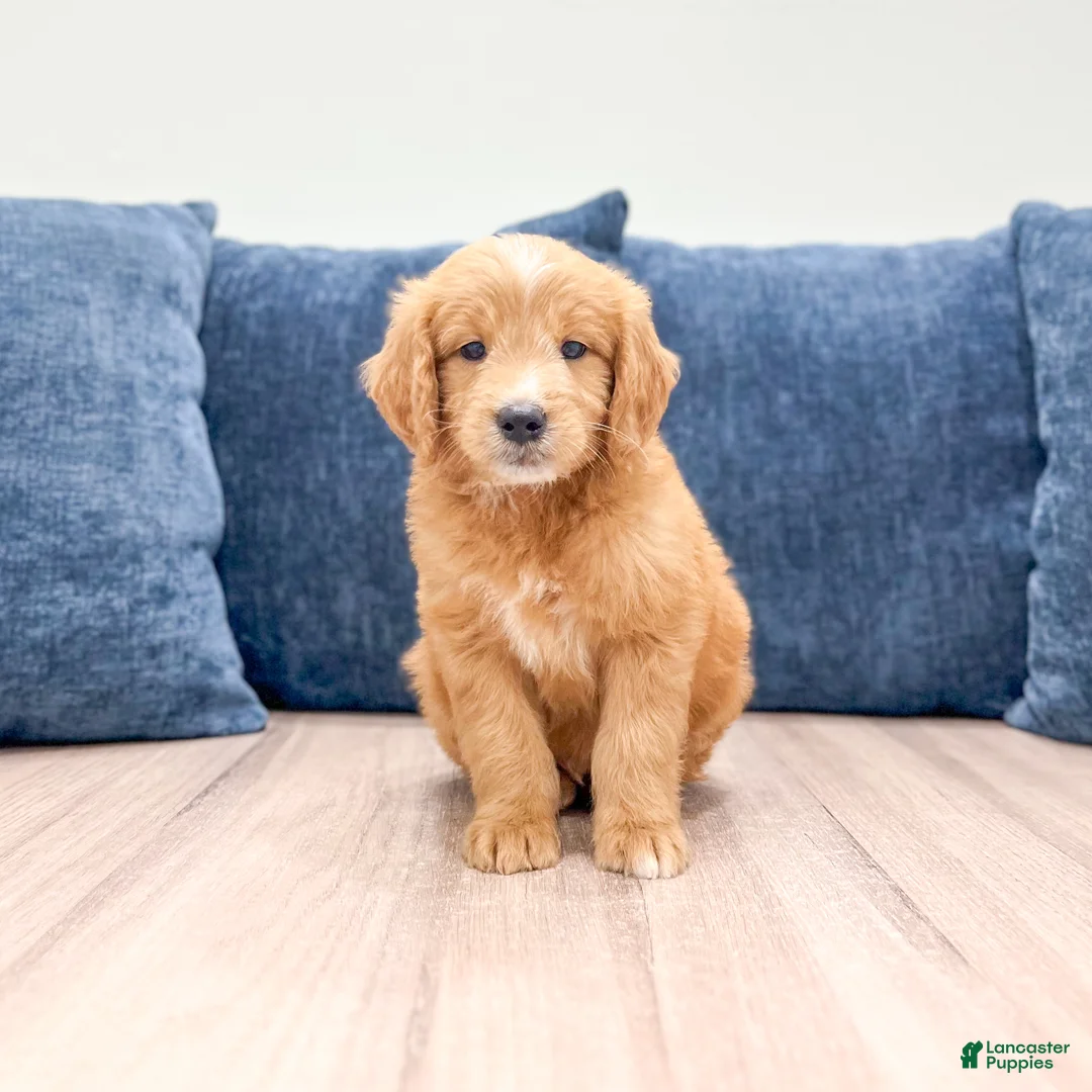 Mini Goldendoodle dogs for sale: Liam - Ad 1