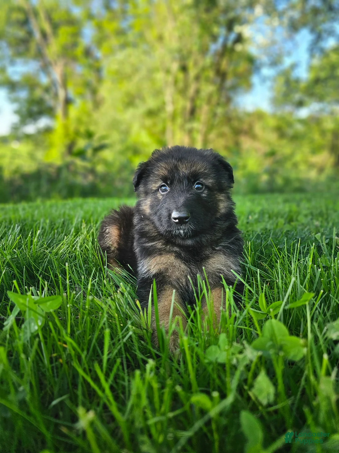 German Shepherd dogs for sale: Teddy - Ad 7