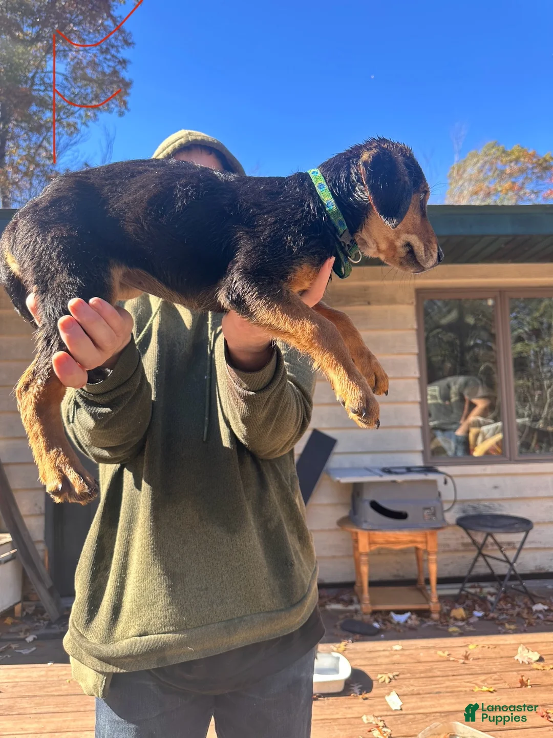 Mixed Breed dogs for sale: Mixed Breed 4 - Ad 1