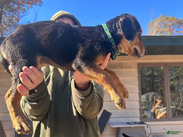 Mixed Breed dogs for sale: Mixed Breed 4 - Ad 7