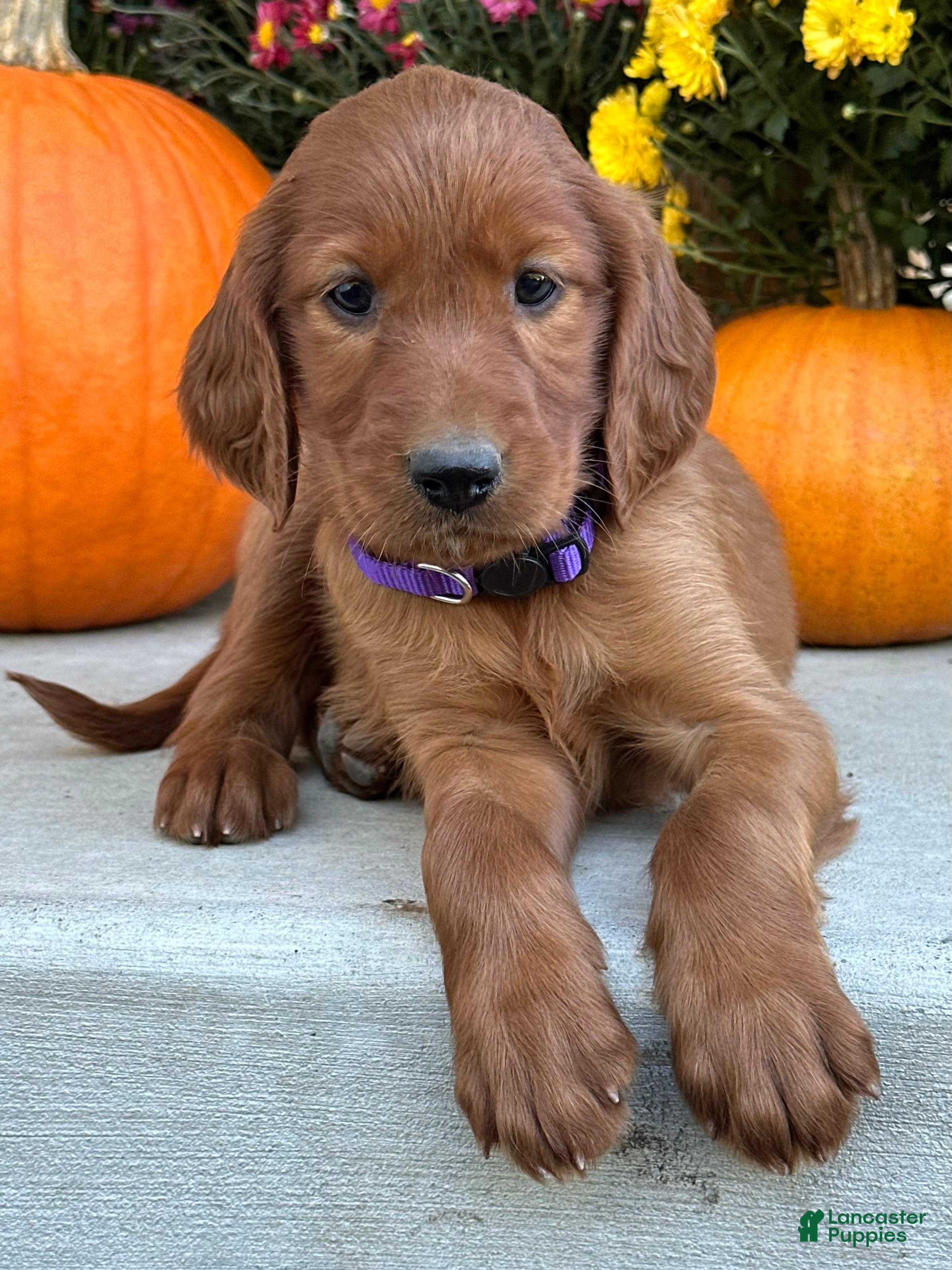 Irish Setter dogs Shiloh - Ad 2