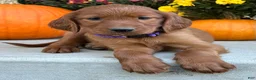 Irish Setter dogs for sale: Shiloh - Ad 2