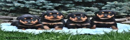 Rottweiler dogs for sale: Bear - Ad 3