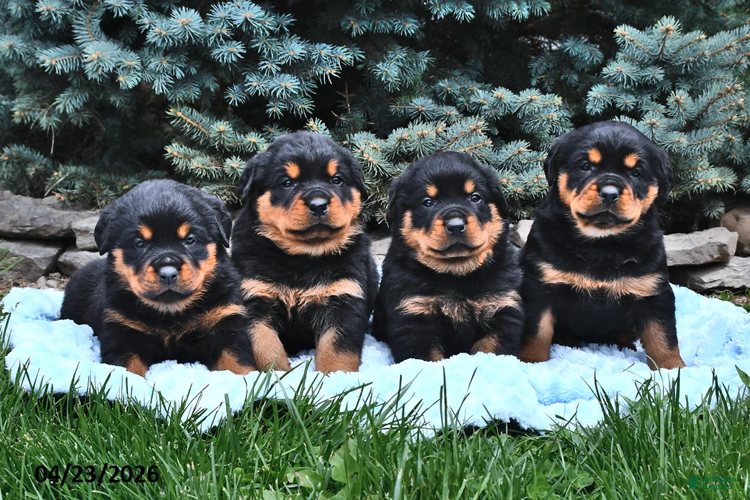 Rottweiler dogs for sale: Bear - Ad 3