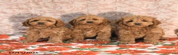 Cockapoo dogs for sale: Joy - Ad 5