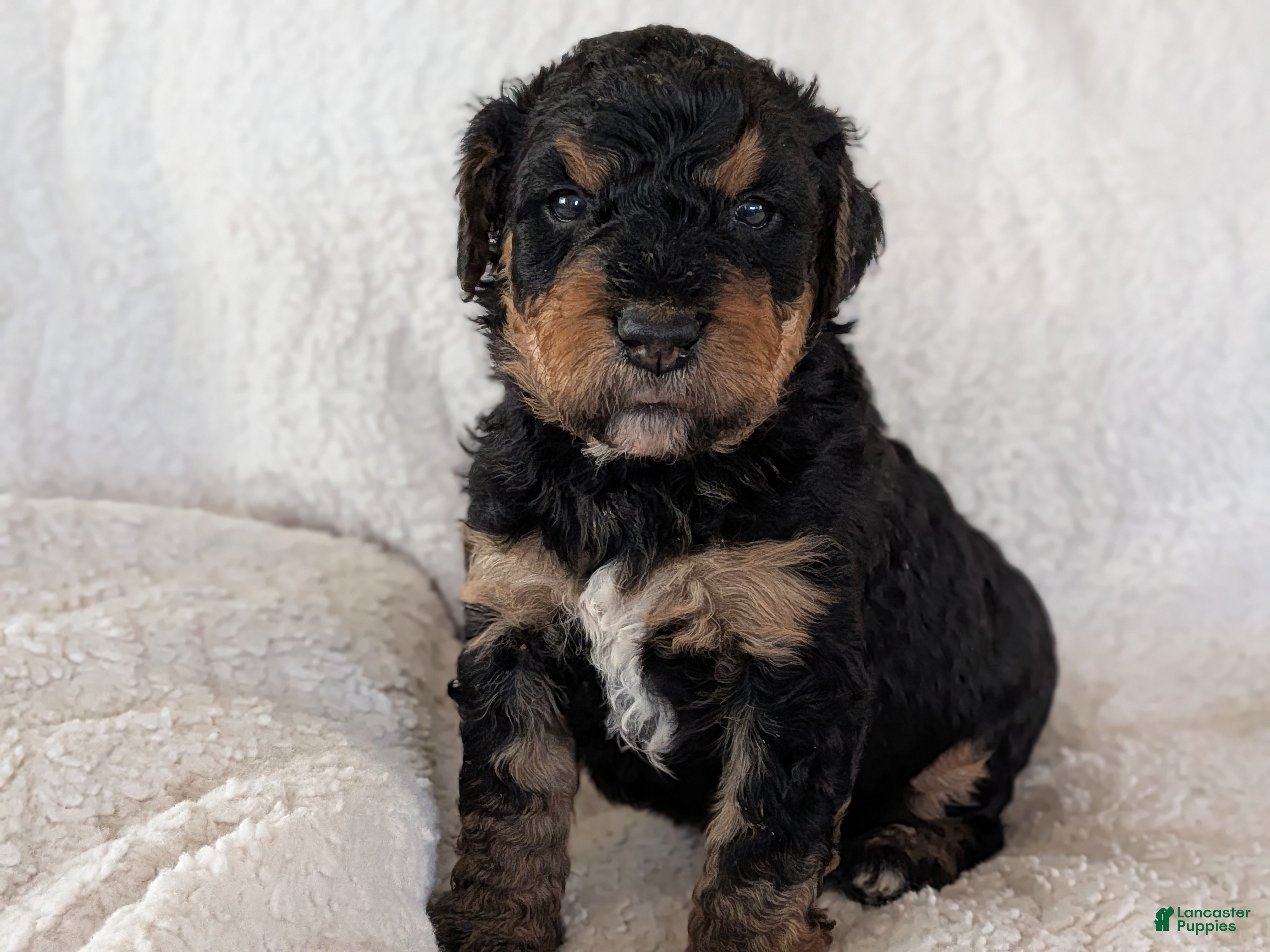 Mixed Breed dogs Snickers - Ad 39
