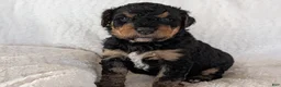 Mixed Breed dogs for sale: Snickers - Ad 8