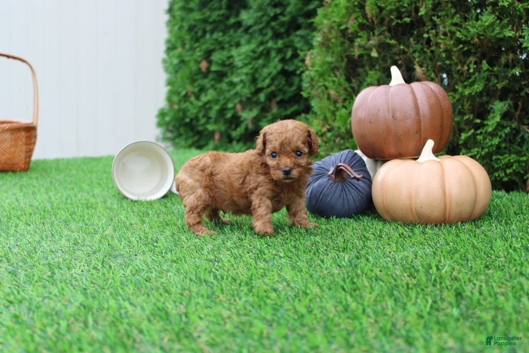 Toy Poodle dogs for sale: AKC Enzo(tiny) - Ad 2