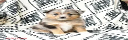 Miniature Australian Shepherd dogs for sale: Maisie - Ad 4