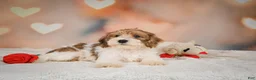 Yorkiepoo dogs for sale: Bella - Ad 7
