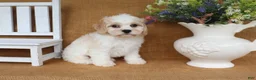 Cavachon dogs for sale: Tucker - Ad 5