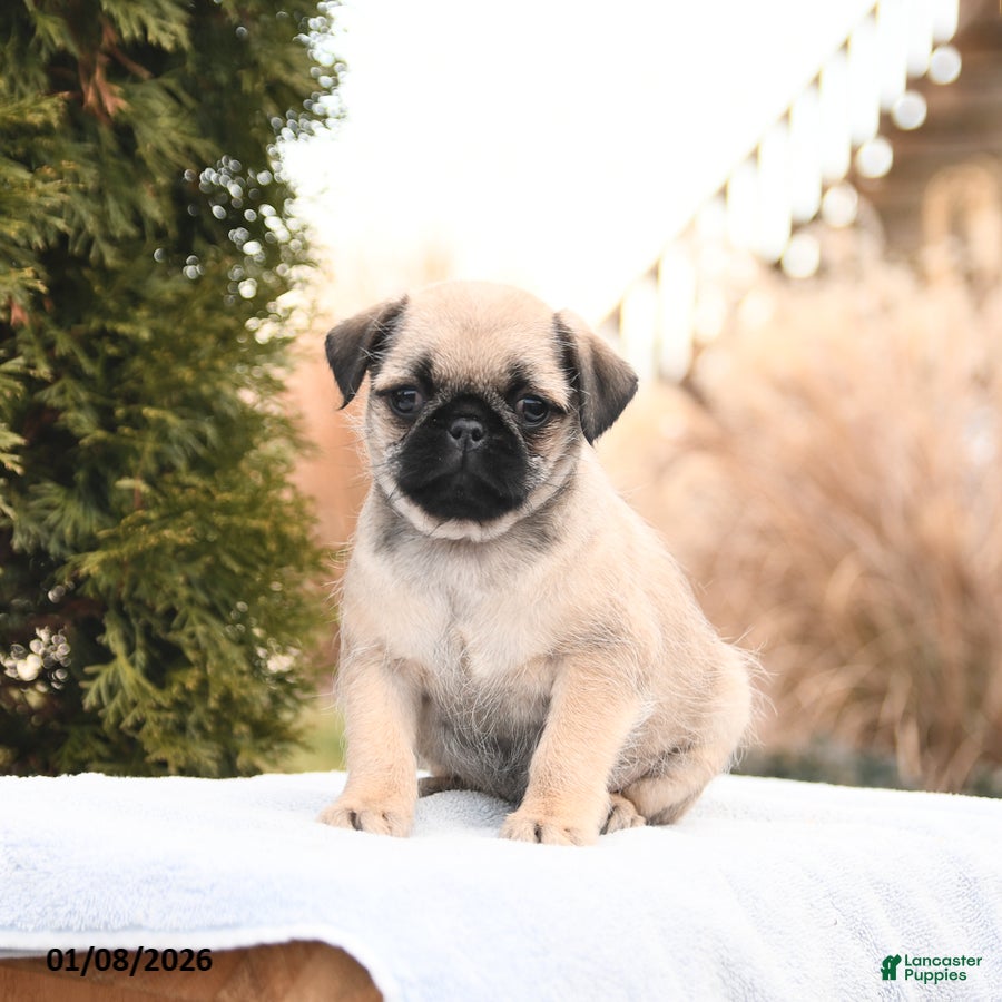 Mixed Breed dogs Mandy - Ad 24