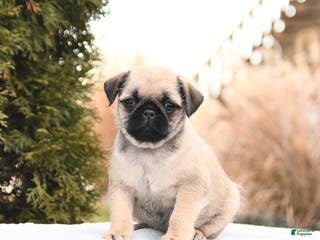 Mixed Breed dogs Mandy - Ad 28